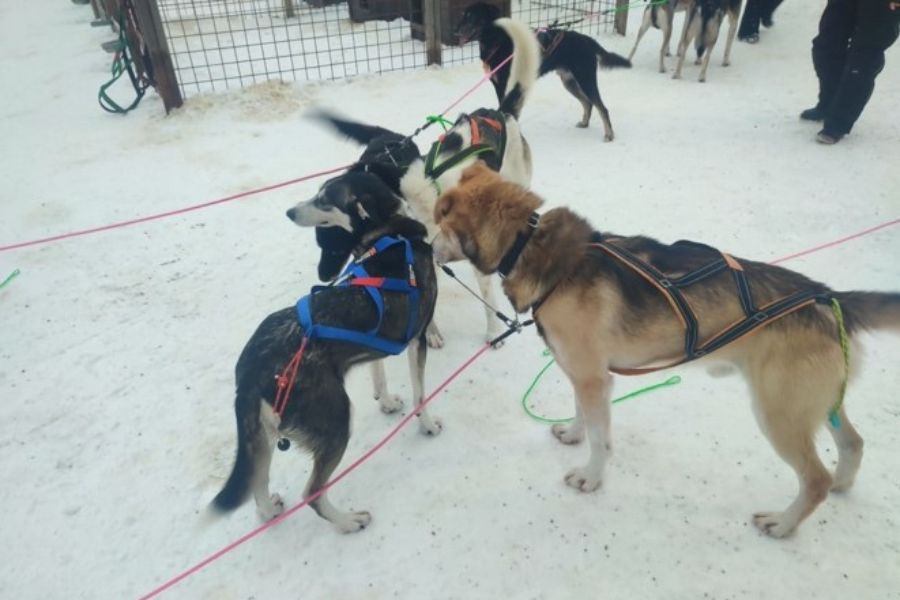 huskyfarm huskyfarm
